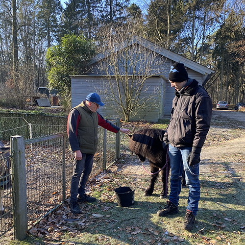 dieren en groen